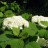 Гортензия древовидная, "Аннабель" / местная форма - Hydrangea_arborescens37nqbew.jpg